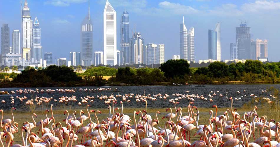 Ras Al Khor Wildlife Sanctuary