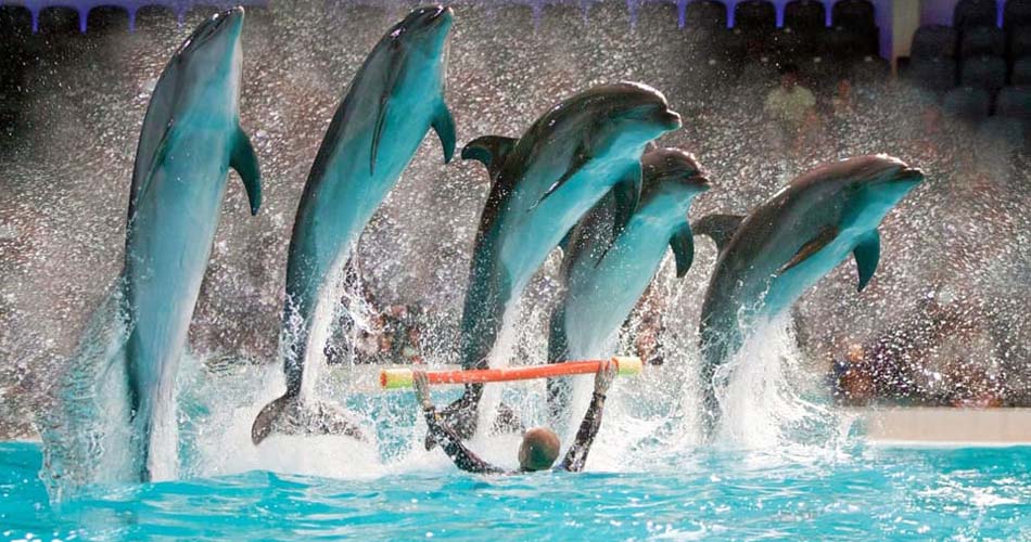 dubai dolphinarium