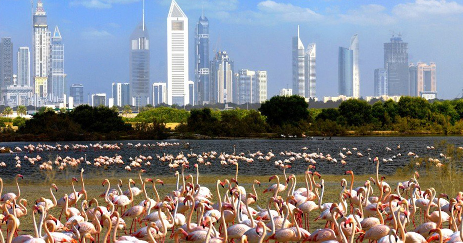  Dubai 2019