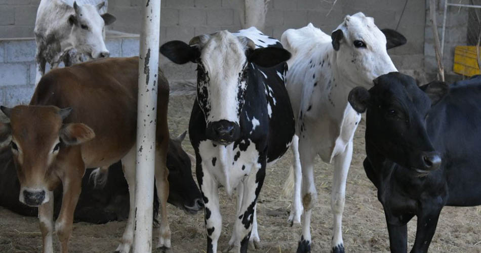 Farm Stay in UAE