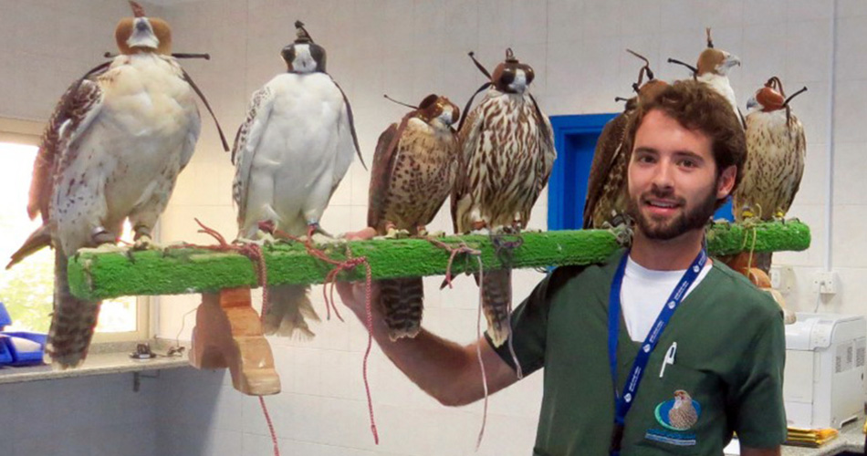 Falcon hospital in Abu Dhabi