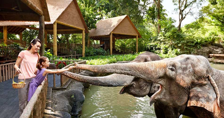 Singapore Zoo