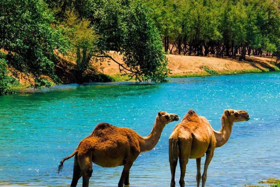 Salalah Tour Package from Dubai