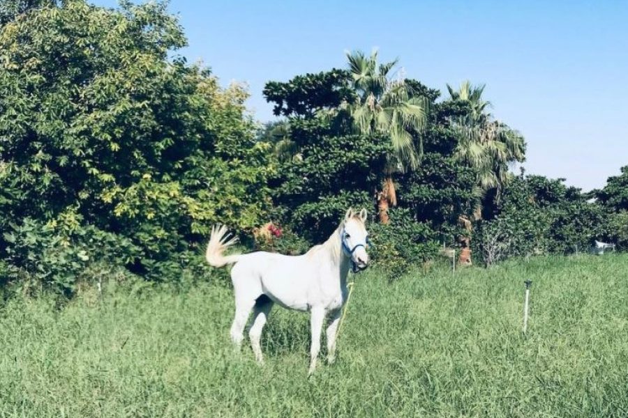 Farmhouse Stay in Ajman