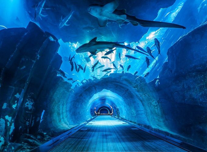 Dubai Aquarium and Underwater Zoo