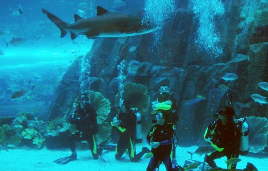  Dubai Aquarium and Underwater Zoo