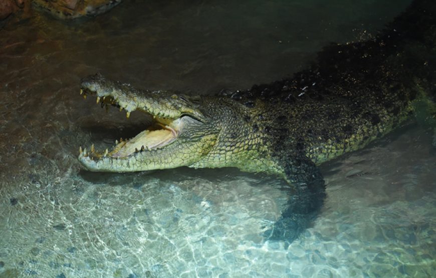  Dubai Aquarium and Underwater Zoo