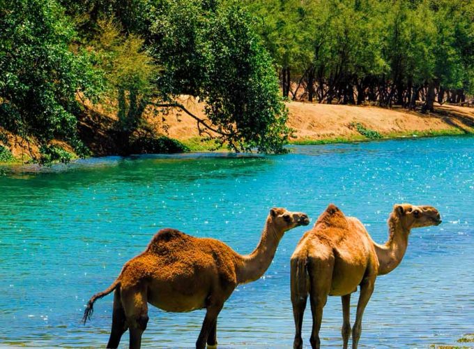Salalah Tour Package from Dubai