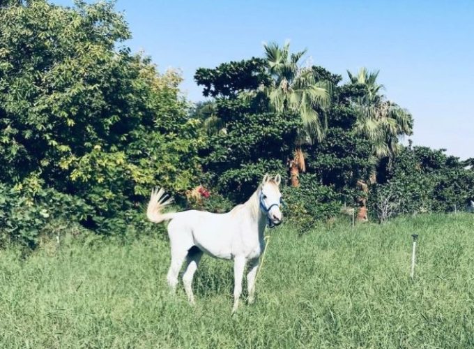 Farmhouse Stay in Ajman